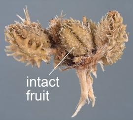   Infructescence:   Torilis nodosa ; Photo by D. Walters and C. Southwick, Table Grape Weed Disseminule ID
